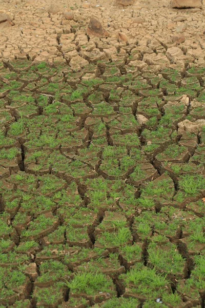 Terre Fissurée Sèche Avec Herbe Verte — Photo