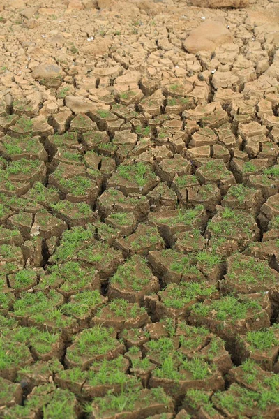 Dry cracked earth with green grass