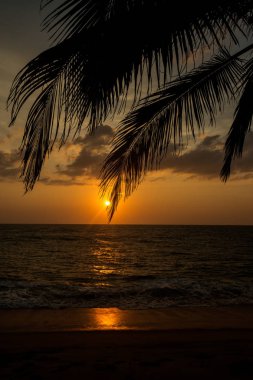 gün batımında palmiye ağacı ile deniz kıyı şeridi görünümü  
