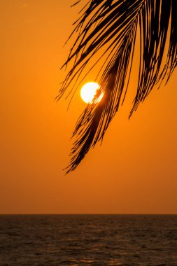 gün batımında palmiye ağacı yaprağı ile deniz manzarası  