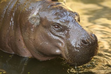 Hayvanat bahçesindeki su havzasında su aygırının yakın çekimi