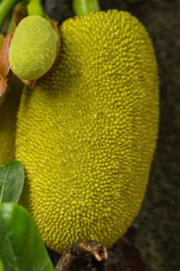Jackfruit ağacının taze meyvelerle kapatılması