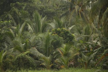 Tropikal bahçede egzotik yeşil çalılar