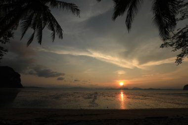 gün batımında ağaçlarile deniz kıyı şeridi görünümü  