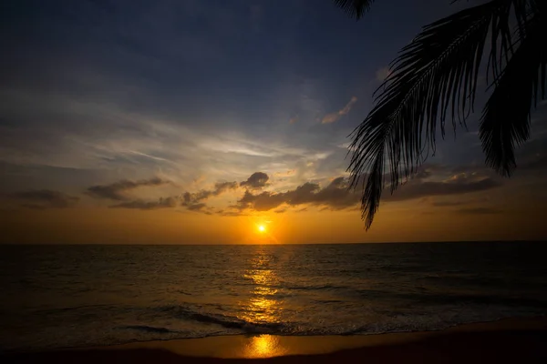 Vista Costa Con Palmera Atardecer — Foto de Stock