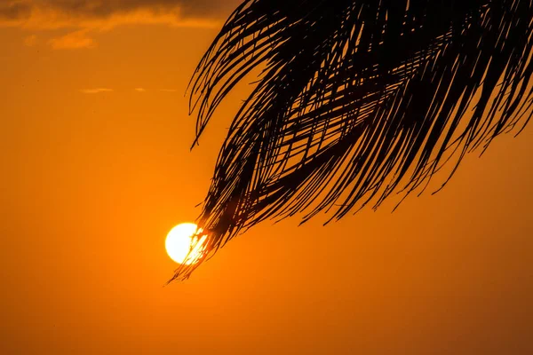 Vedere Mare Frunze Palmier Apus Soare — Fotografie, imagine de stoc