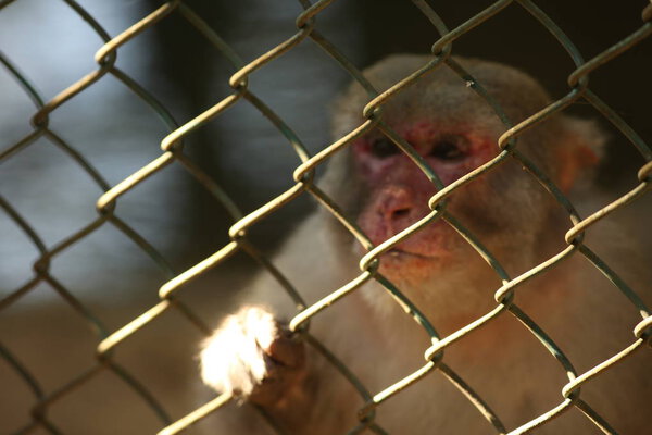 Закрытие забавной обезьяны в клетке в зоопарке