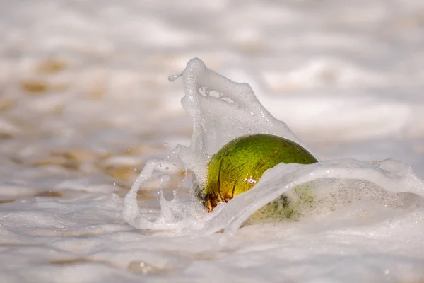 Fermeture Noix Coco Verte Tombée Dans Eau — Photo