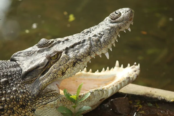 Head of crocodile with open mouth by water in zoo