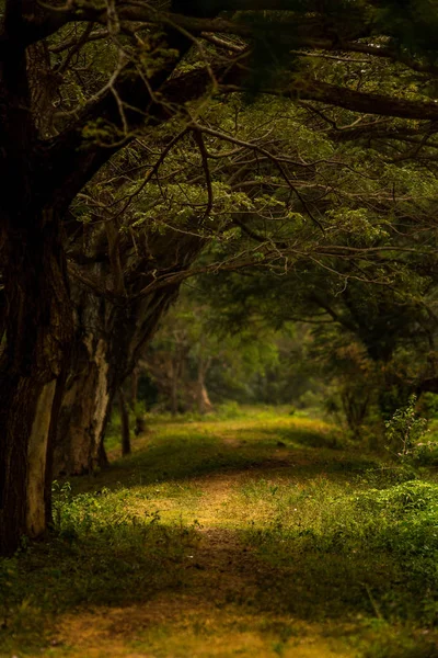 Красивий Шлях Через Дерева Зачарованому Лісі — стокове фото