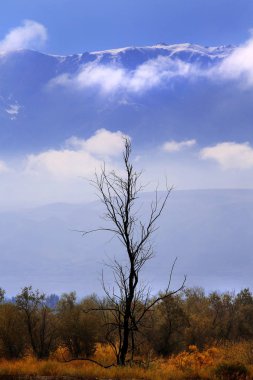 Ormanlık tepelerde sarkan kuru ağaç sonbaharda mavi bulutlu gökyüzünün arka planında, doğal manzara.
