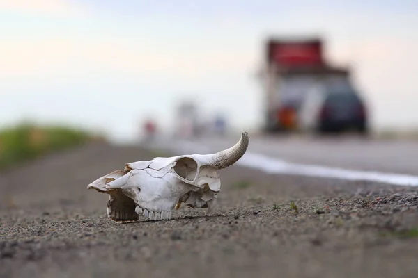 white animal skull on side road with blurred vehicles in background.