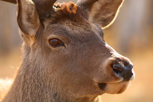 Close-up of deer head standing outdoors.