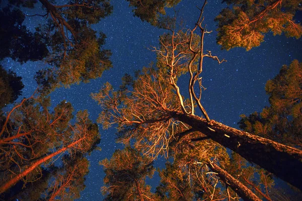 夜空与闪亮的星星和树木的视图 — 图库照片