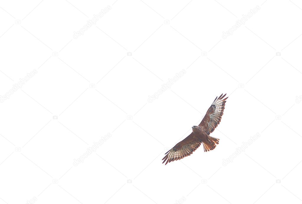 Beautiful hawk bird in flight with spread wings isolated on white background.