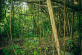 Scénický tropický deštný prales se zelenými rostlinami a džunglí