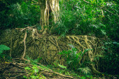 Scénický tropický prales se zelenými rostlinami a kořeny stromů