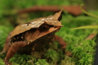 boynuzlu Kurbağa (megophrys nasuta uzun burunlu)
