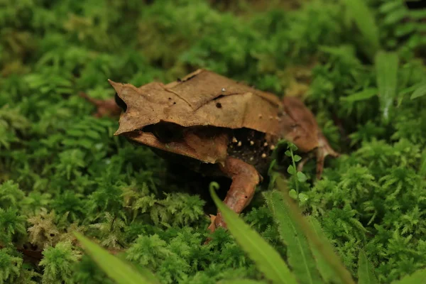 Malezya Yaprak Kurbağası Yeşil Çimlerde Oturuyor — Stok fotoğraf