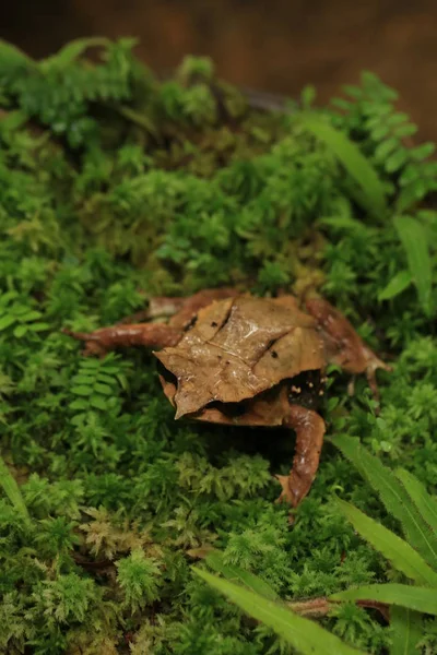 Long Nosed Horned Frog Megophrys Nasuta — Stock Photo, Image