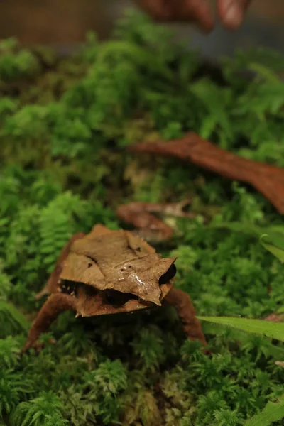 Nariz Comprido Megophrys Nasuta — Fotografia de Stock