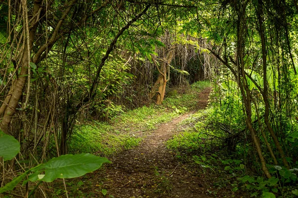 Path Tropical Old Growth Rain Forest Green Plants Jungle Trees — Stock Photo, Image