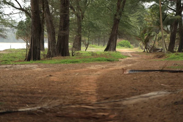 Imagen Una Carretera Campo Bosque Verde Junto Agua Imágenes De Stock Sin Royalties Gratis