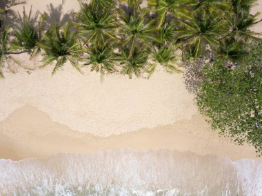 Palmiyeli tropik plaj tepesi