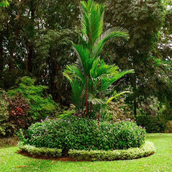 Magnífico Parque Tropical Com Belas Árvores Flores — Fotografia de Stock