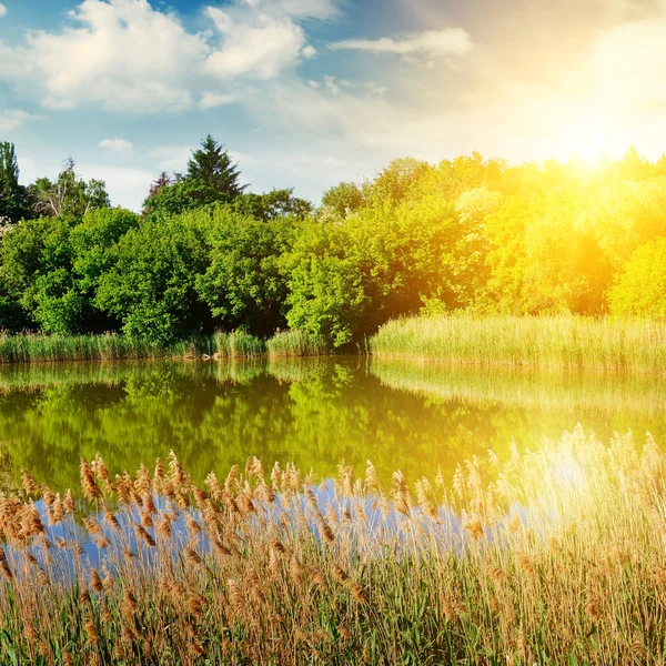 Lago Pintoresco Cubierto Juncos Orilla Crece Bosque Cielo Azul Amanecer —  Fotos de Stock