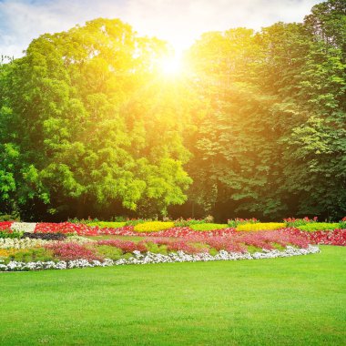 Güzel çiçek ve gündoğumu yaz park.