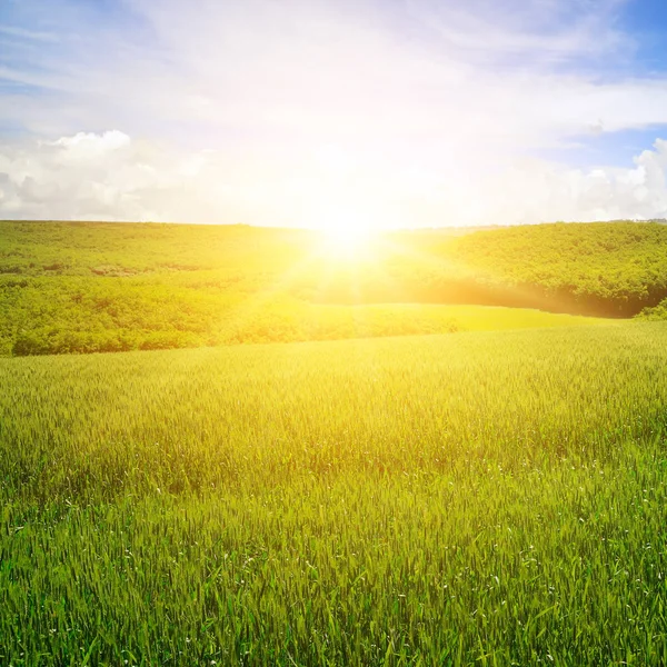 绿色的田野 蓝天白云 地平线上方是一个明亮的日出 农业景观 — 图库照片