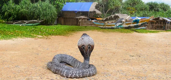 Rei Cobra Natureza Selvagem Sri Lanka Ampla Foto — Fotografia de Stock