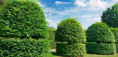 Hedges ve süs çalı bir yaz parkta. Parlak güneşli bir günde. Geniş fotoğraf.