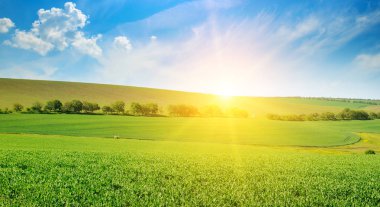 Yeşil bezelye alan ve gündoğumu mavi gökyüzünde. Bahar tarım manzara. Geniş fotoğraf.