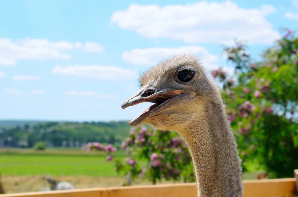 Ostrich Bird Head Neck Close Scenic Landscape — Stock Photo, Image