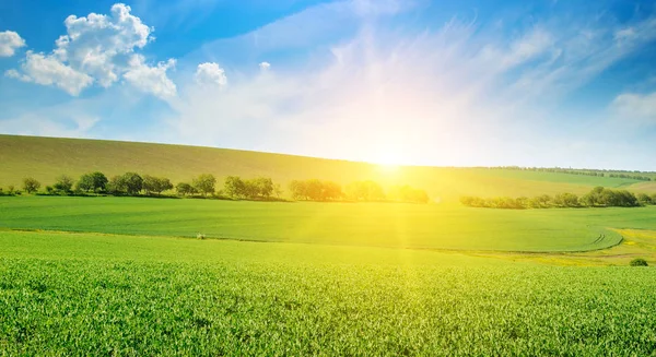 Campo Ervilha Verde Nascer Sol Céu Azul Primavera Paisagem Agrícola — Fotografia de Stock