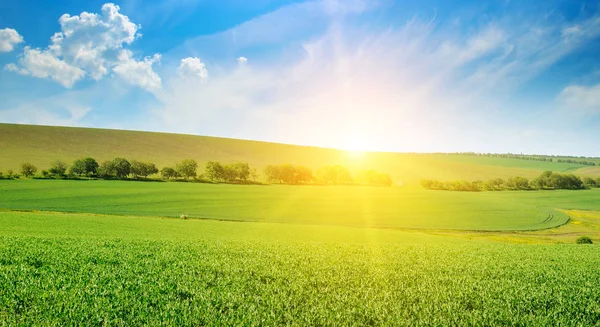 グリーン ピース フィールドと青い空の日の出 春の農業風景 ワイド写真 ロイヤリティフリーのストック写真