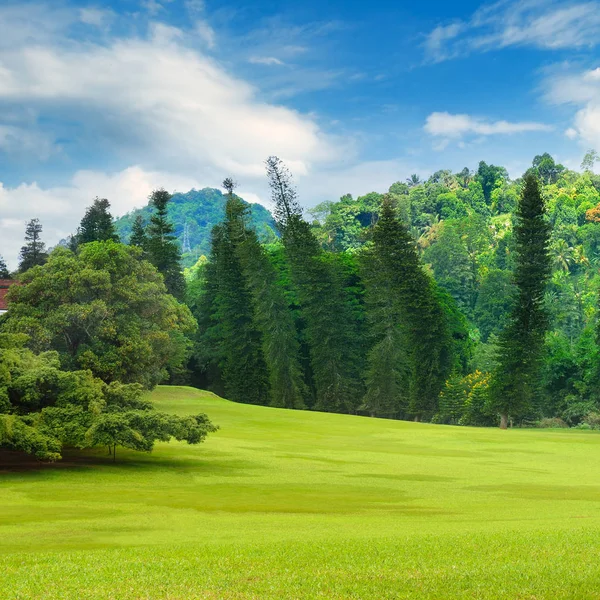 夏季公园 绿色草地和蓝天 阳光明媚的一天 — 图库照片