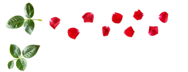 Composition Des Fleurs Pétales Une Rose Rouge Isolées Sur Fond — Photo