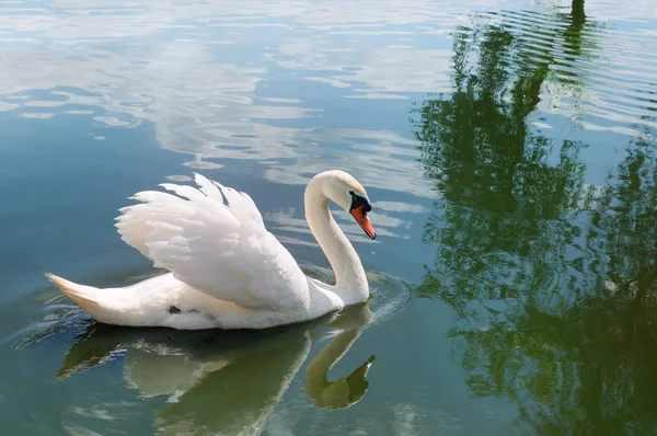 Piękny Biały Łabędź Nad Jeziorem Woda Odbija Sylwetkę Ptaka Niebo — Zdjęcie stockowe