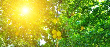 Breadfruit (Artocarpus altilis) tree with ripe fruits. The rays of the bright sun shine through the leaves. Wide photo. clipart