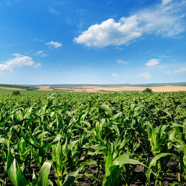 明亮的绿色玉米田和蓝色的天空与浅积云 农业景观 — 图库照片