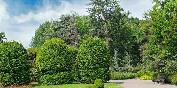 Sommaren Park Hedge Grön Äng Och Blå Himmel Solig Dag — Stockfoto