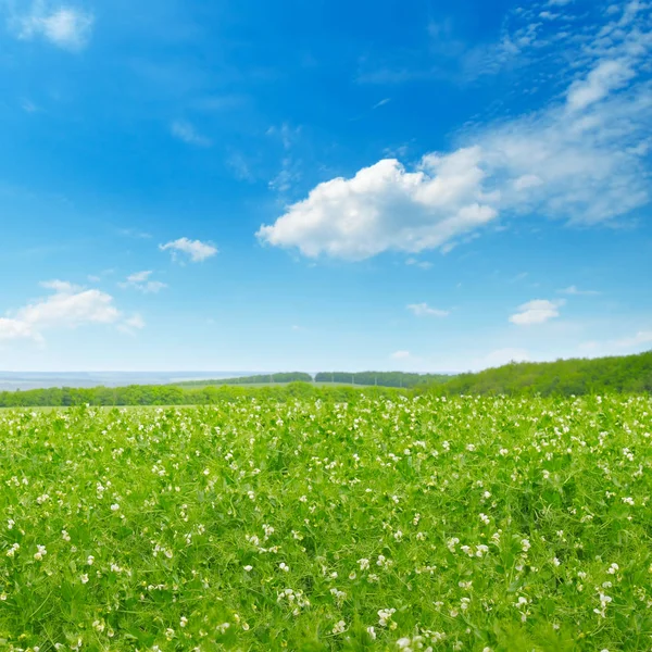 Malebné Zelené Louce Modrá Obloha Řídkými Mračny Zemědělská Krajina — Stock fotografie