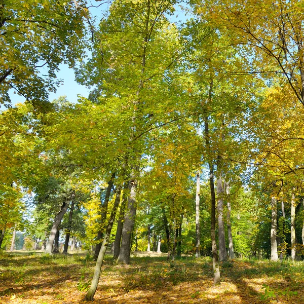 秋の森と黄色の落ち葉 明るく晴れた日 — ストック写真