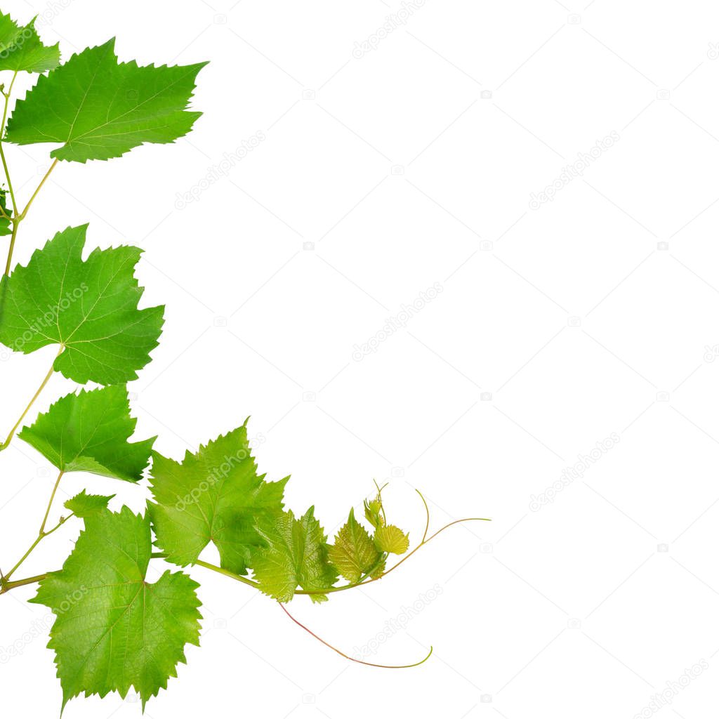 Vine and leaves isolated on white background. Free space for text.
