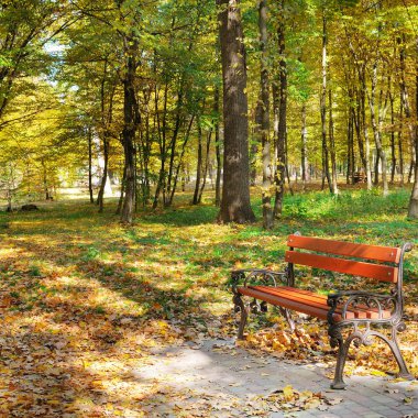 Yolları ve banklar ile güzel sonbahar park. Parlak sarı yapraklar ve güneş ışınları bir tezgah aydınlatma.