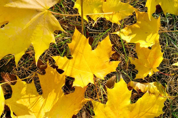 Feuilles Érable Jaunes Sur Herbe Verte Automne — Photo