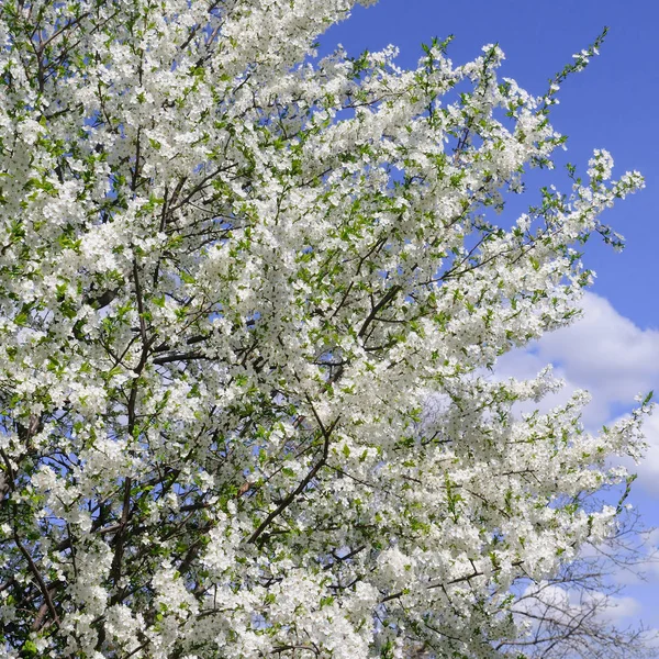 Flores Primavera Hermosa Rama Árbol Floreciente Cereza Sakura Cielo Con —  Fotos de Stock